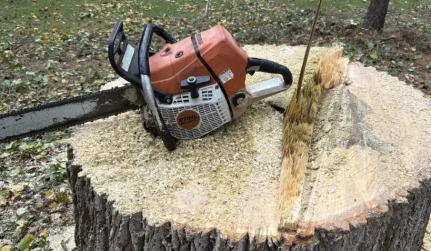 stump removal chainsaw stump raleigh nc