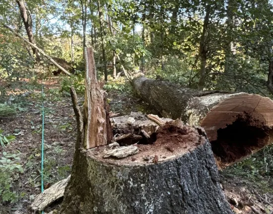 stump grinding removal services erwin nc