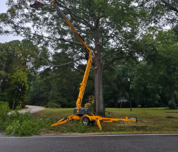 tree trimming removing branches erwin nc